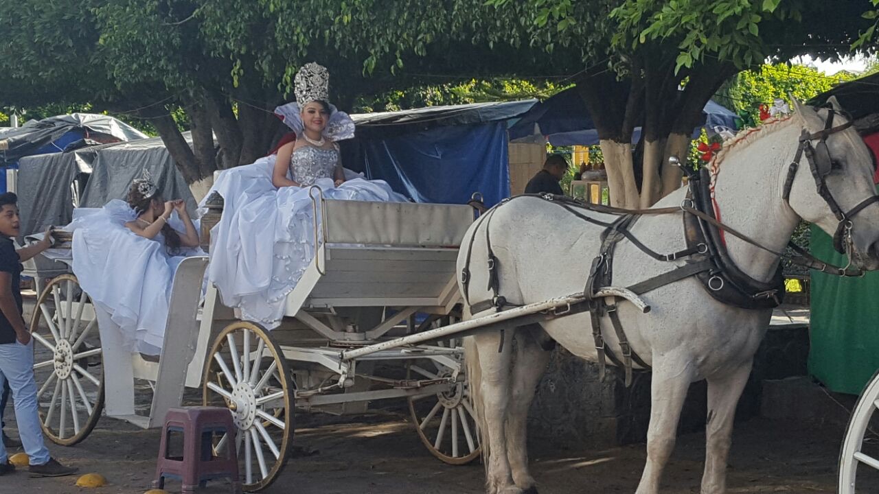 Percheron negro jalando carreta