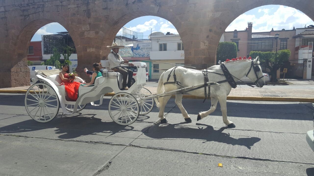 Percheron negro con carreta