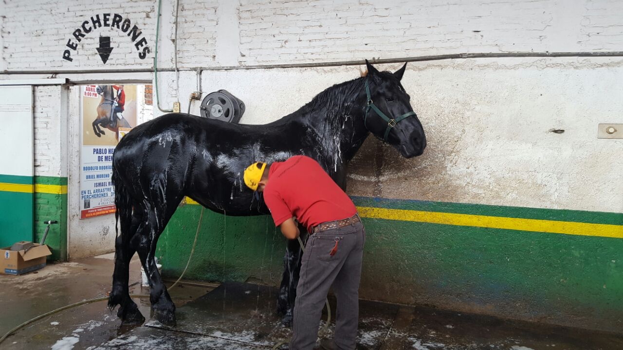 Carreta frente a templo